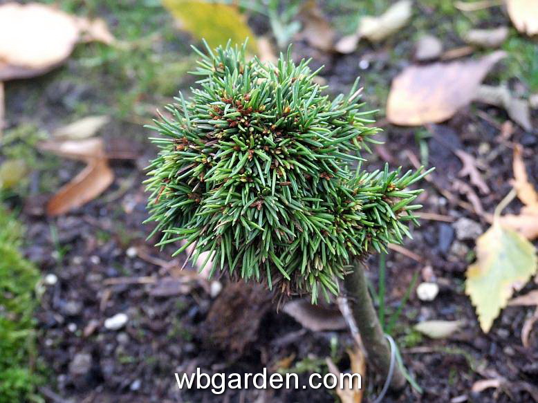wbgarden dwarf conifers 10.JPG